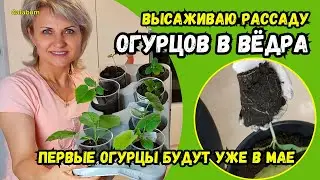 САМЫЙ РАННИЙ УРОЖАЙ ОГУРЦОВ уже в МАЕ | Как получить ранний урожай огурцов в Германии? 