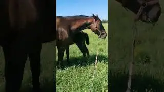 Vertu пьёт молоко