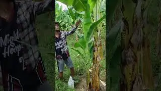 lakatan plantation #farming #agriculture #farmer