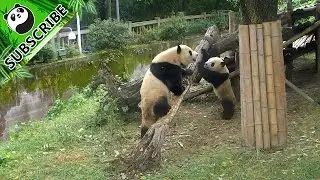 Shock! Naughty panda baby hits her mom!