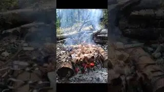 #shorts #шашлык #лес #природа Готовим шашлык в лесу на рыбалке