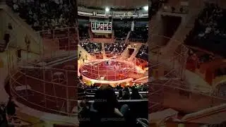 Цирковой лев напал на дрессировщика в Сочи