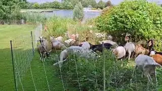 Golf Course Eco-herd at work| Clean Stream Edges & Restored Visibility ( Enclosure # 12)