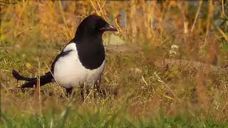 Who rides like a demon? Magpies in St. Petersburg. Interesting facts about forty.