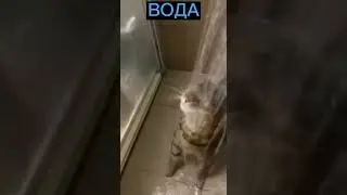 4 стихии кота