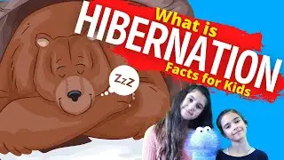What is Hibernation | Hibernation For Kids