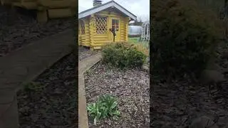 Обзор весеннего сада после снежного катаклизма #дача #сад #огород #плетистыерозы #snow #заморозки