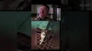 qiziqarli vediolar pirikollar shaorts vedio najim mushuk