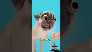 İnsanların Seçimleri Pugları Değiştirdi