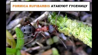 Formica rufibarbis против гусеницы!
