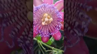 Flor do Maracujá #vidanaroça #roça