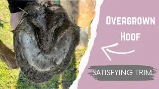 Hoof Restoration: Trimming a Tennessee Walking Horses Hooves 