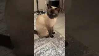 #cat