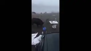 Кабаны не дают рыбачить