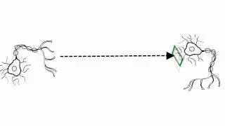 Anatomy & Physiology: Neural Communication, Synaptic Transmission