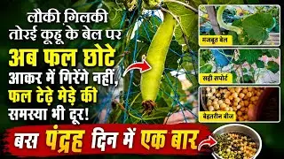 लौकी गिलकी तोरई कद्दू में अब फल छोटे आकार में गिरेंगे नहीं फल टेढे मेढे नहीं आएंगे बस डालें चीज 
