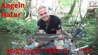 Angeln am Waldteich TEIL 2 / AIÖ / FULL HD