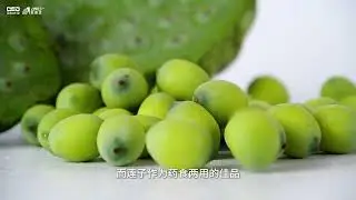 AMD Lotus seed sorting/sortex/sorter machine