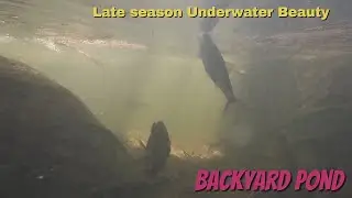 Late season Underwater Pond Relaxing Video Enjoy #pond #underwater #relaxing