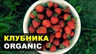 Выращивание органической клубники. Сорта АЛЬФА, ХОНЕЙ, ЧАМОРА ТУРУССИ