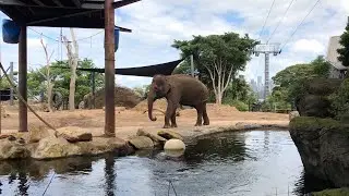 Taronga Zoo Elephants 🐘