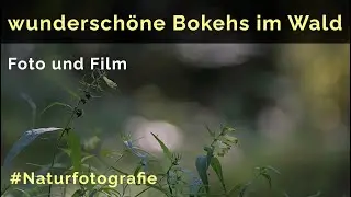 So bekommst du wunderschöne Bokehs im Wald (Foto und Film)