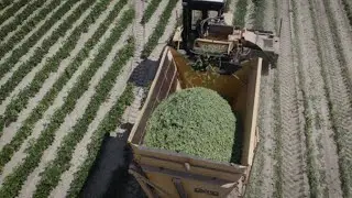 William Pops Up | Full trucks, clean fields
