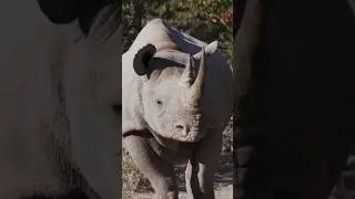 #rhinoceros#animals #wildlife #shorts #youtubeshorts #trending #viralvideo #shortsfeed