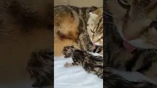 Первый сахарный рулетик 😍♥😘😘😘
