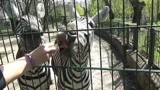 Зебры отжали моё яблоко! Сурикаты, Лани, зебры, мара, лисы, фенек, гривастый волк, пума, обезьяны...