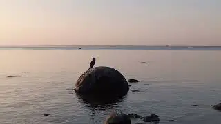 Баклан