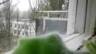 Птички
