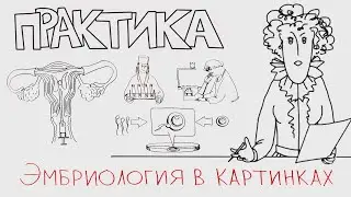 Эмбриология в картинках