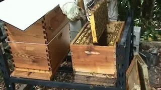 Beekeeping: Flow Hive Inspection - Sharon & Ian at Eumundi, Australia.
