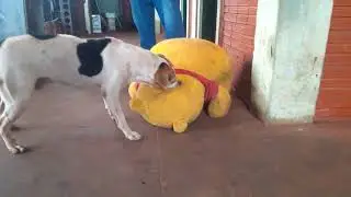 cachorro bravo com o urso