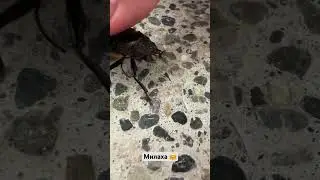 Добрище!