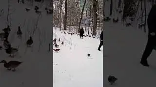 Утки не улетели и остались в Самаре. Дубовая роща на улице Солнечная, около 139 школы 