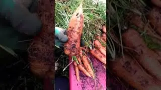 Как хранить морковь? Подготовка морковки к хранению. Урожай Моркови