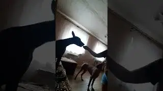 Игра в повара. Дочка играла в повара, Твисти оценил даже пластиковый окорочок.