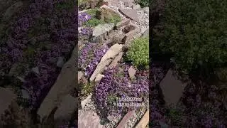 Минирокарий. сад бабочек