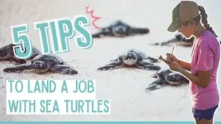 5 TIPS to WORK with SEA TURTLES (from a sea turtle biologist)!!