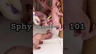 Sphynx Cat 101: The Hairless Cutie