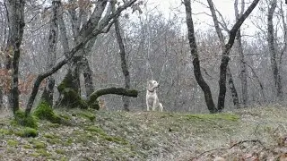 Коп на своём любимом выбитом месте.