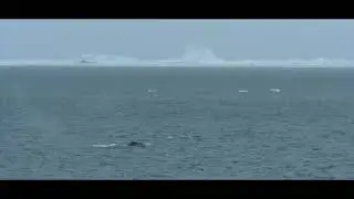 BOWHEAD WHALE, BAFFIN SEA