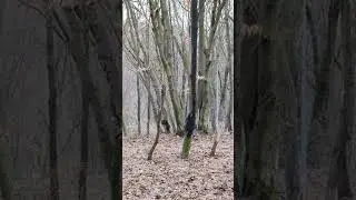 Дикие 