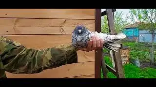 Николаевские голуби