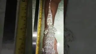 VIRAL..!!!!!  TOKEK TERBESAR DI INDONESIA