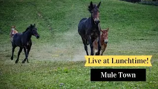 Live at Lunchtime: Mule Town