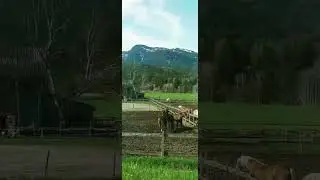 На лузі пасуться коні