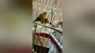 beautiful birds in kuwait